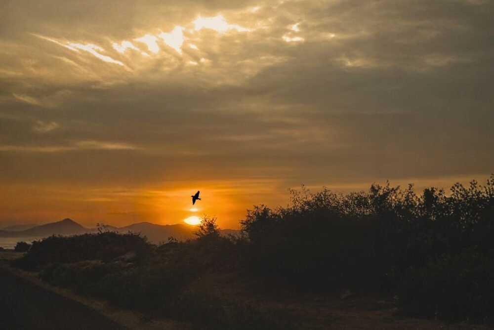 The Melancholy of the Morning Bird